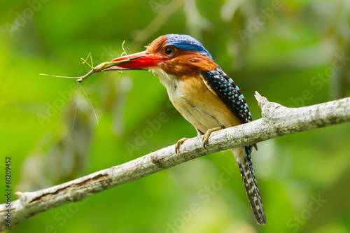 Front side of Male Banded Kingfisher photo