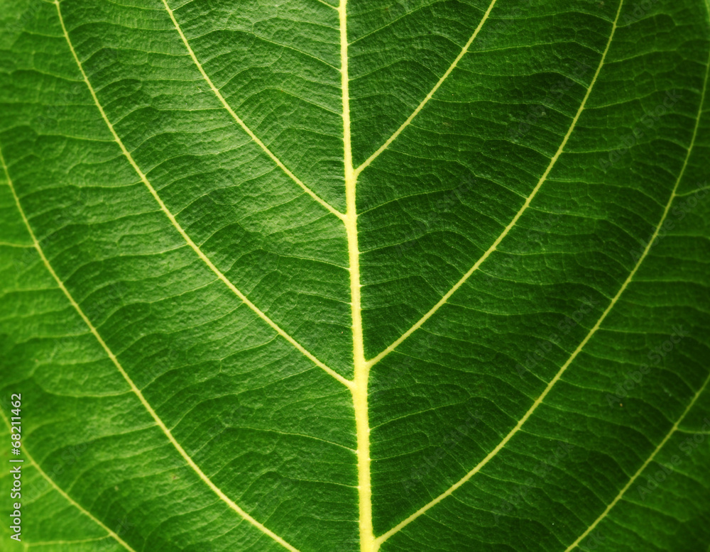 Green leaf Green leaf
