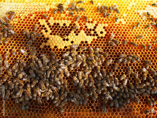 Bienenwabe - Honig Wabe mit Bienen © ExQuisine