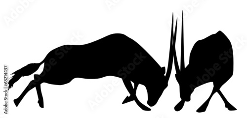 Oryxantilopen