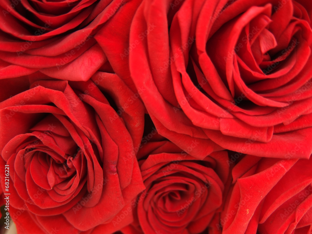 roses rouges roses rouges