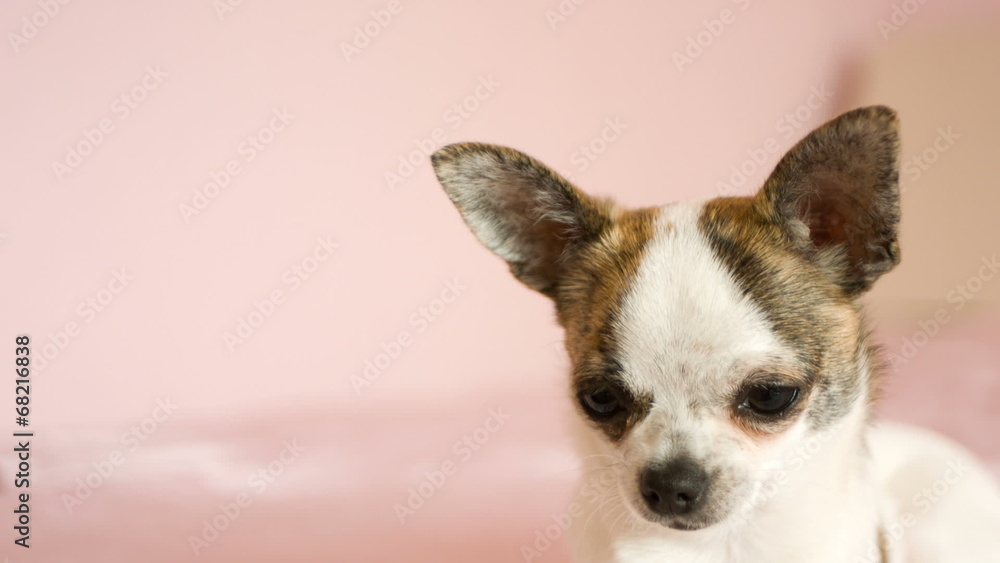 small dog looking small dog looking