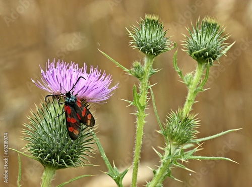 Sechsfleckwidderchen auf Kratzdistel