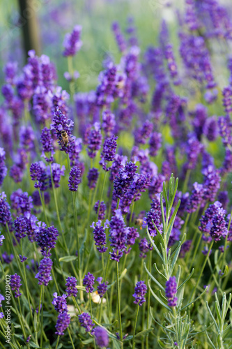 Gardens with the flourishing lavender