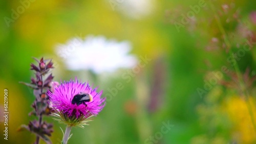 Bumblebee collecting nectar from wild flowers in a meadow