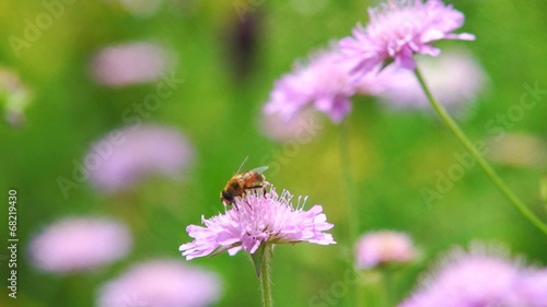 Bee collecting nectar from wild flowers in a mountain meadow