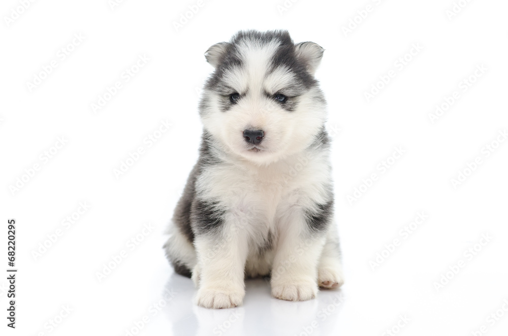Cute puppy siberian husky  on white