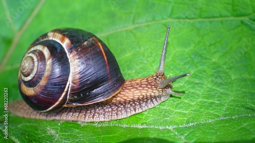 Macro video of a snail moving across fresh green leaf