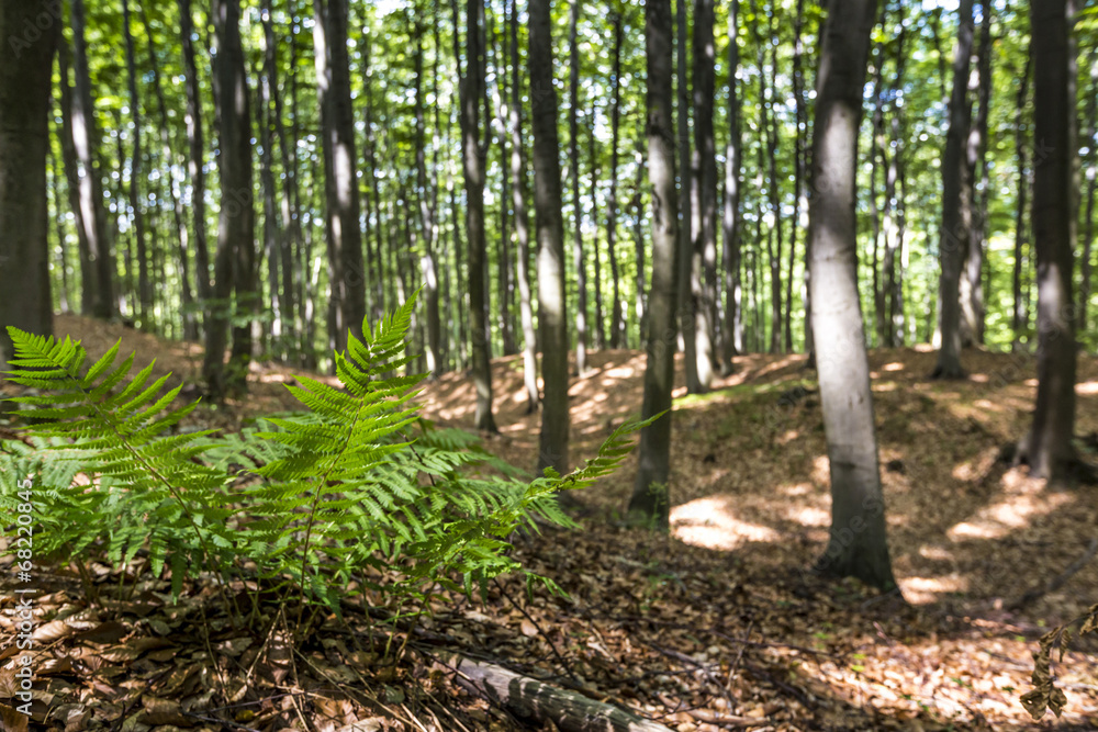 Obraz premium Mysterious dark forest in Poland