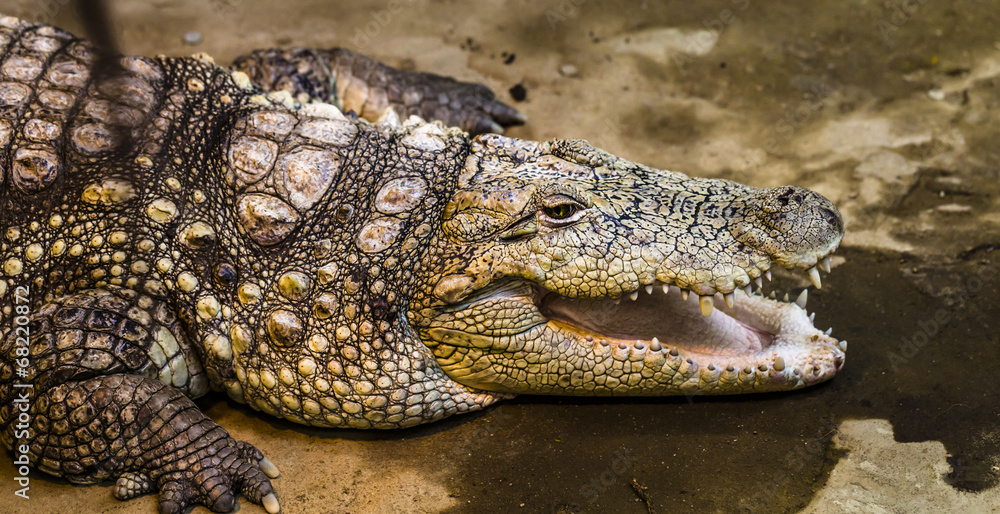 Obraz premium A closeup photo of a crocodile