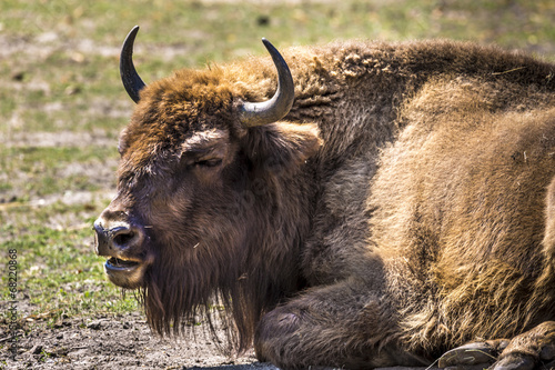 Bison - animals that live in nature reserves in Europe photo