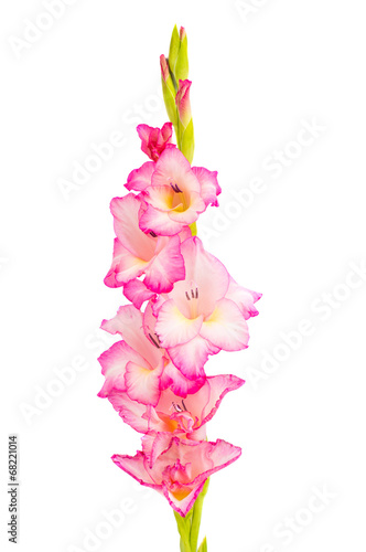 pink gladiolus isolated