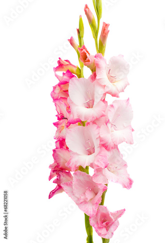 Fototapeta Naklejka Na Ścianę i Meble -  pink gladiolus isolated