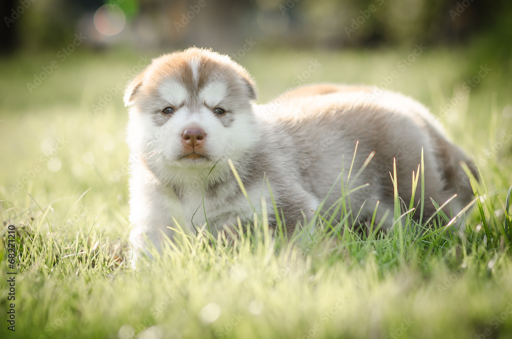 Cute puppy siberian husky on grass Cute puppy siberian husky on grass