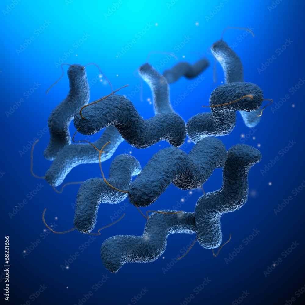 Fototapeta premium Campylobacter