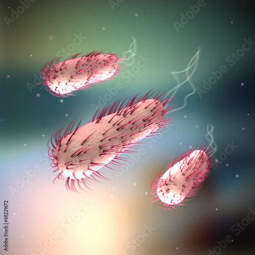 E.coli - Escherichia coli