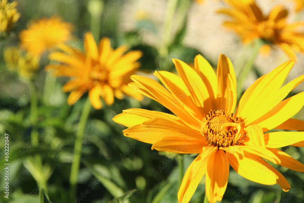 Obraz premium gelbe Blüte