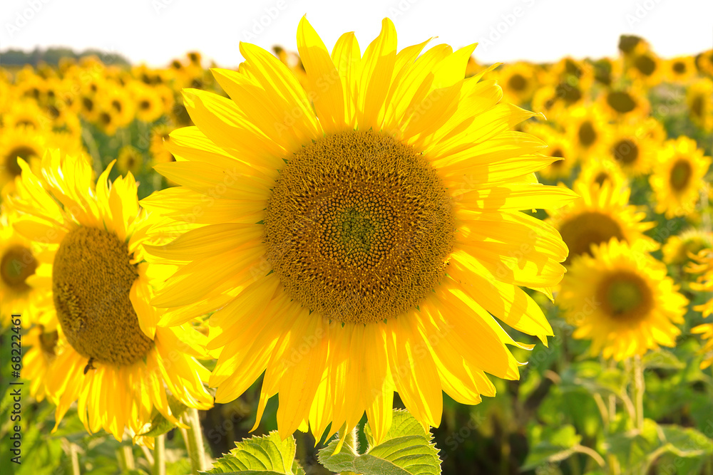 Naklejka premium large flowering sunflower on a field close up.