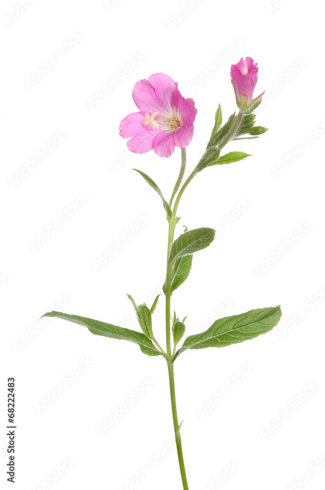 Great Willowherb