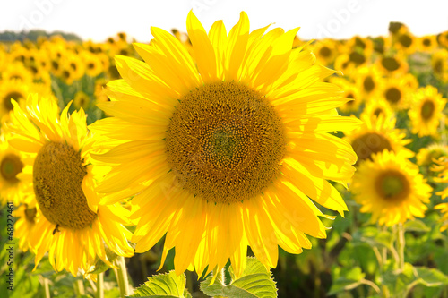 large flowering sunflower on a field close up.