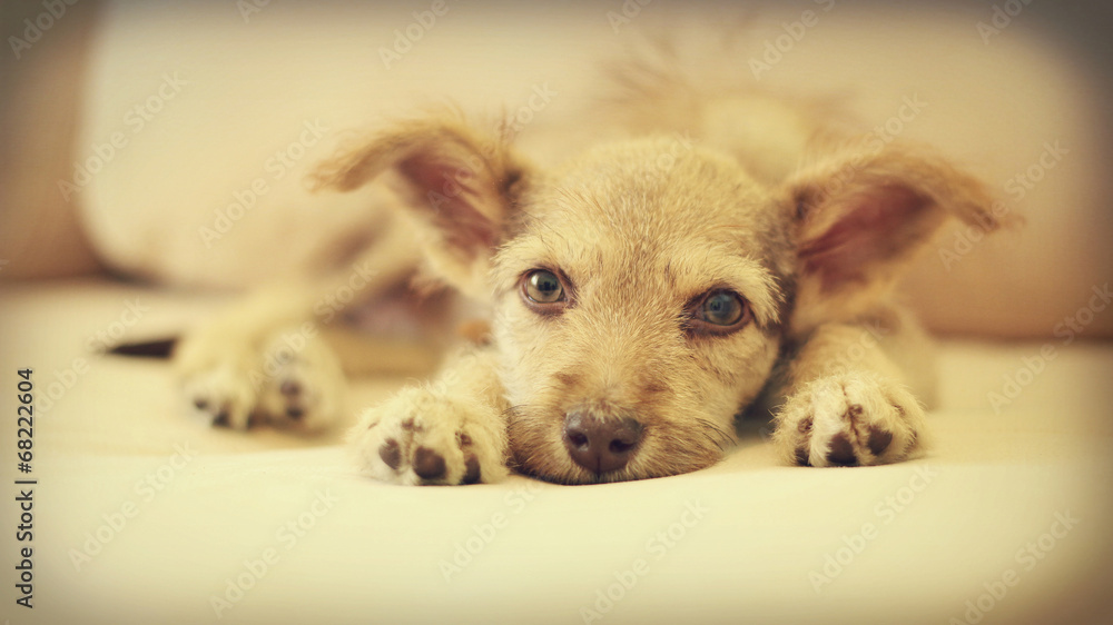 Obraz premium puppy on the couch