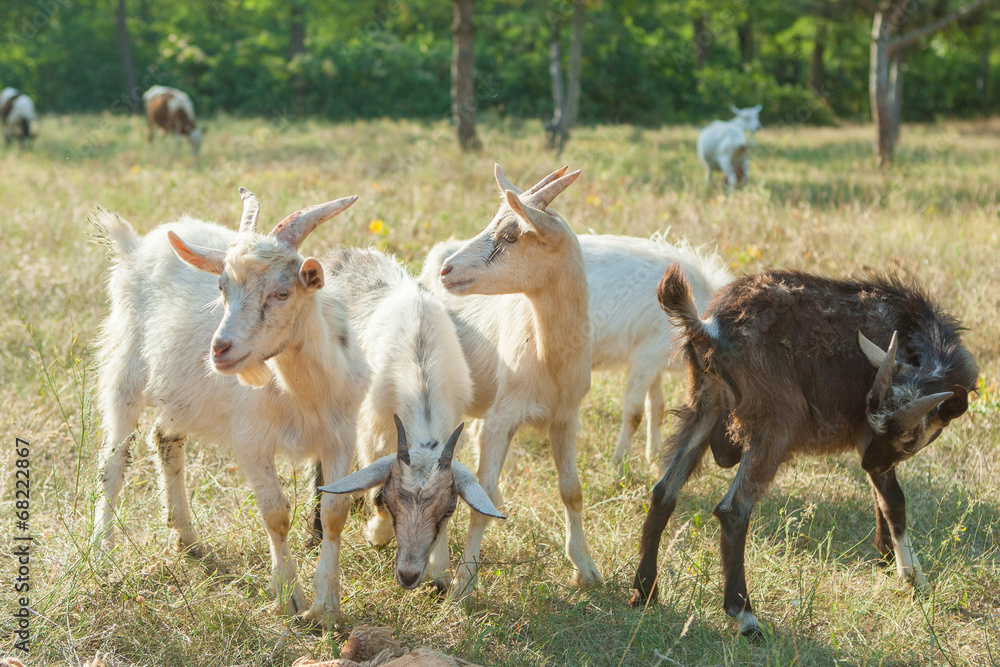 Obraz premium Goats on a summer pasture