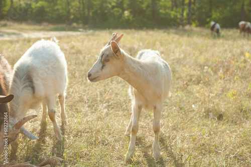 Fototapeta Naklejka Na Ścianę i Meble -  Goats on a summer pasture