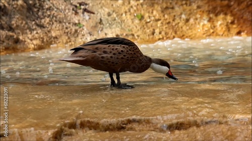 A brown duck after bathing and shaking off in water