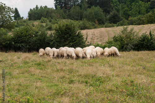 Herd of sheeps photo