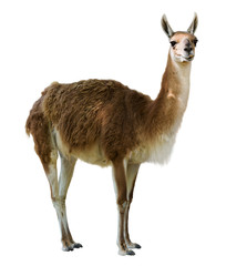Sierkussen Lama Staande guanaco in Patagonië  © JackF