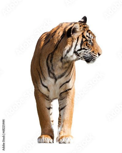 Fototapeta Naklejka Na Ścianę i Meble -  tiger