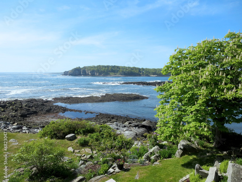 Garden of trees at Ryefield Cove on Peaks Island photo