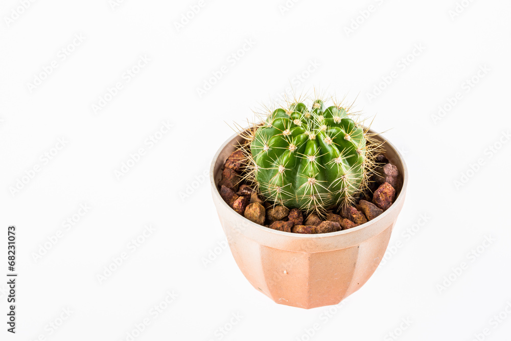 succulent in chiangmai Thailand succulent in chiangmai Thailand