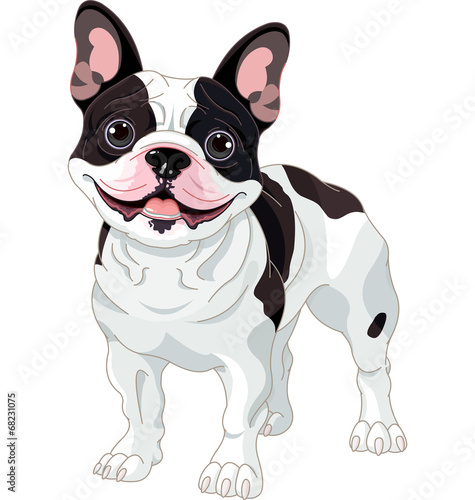 French bulldog