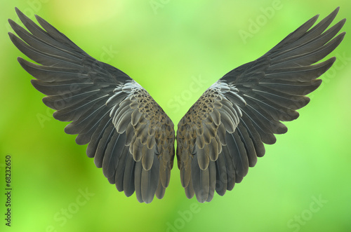 wing isolated on green background