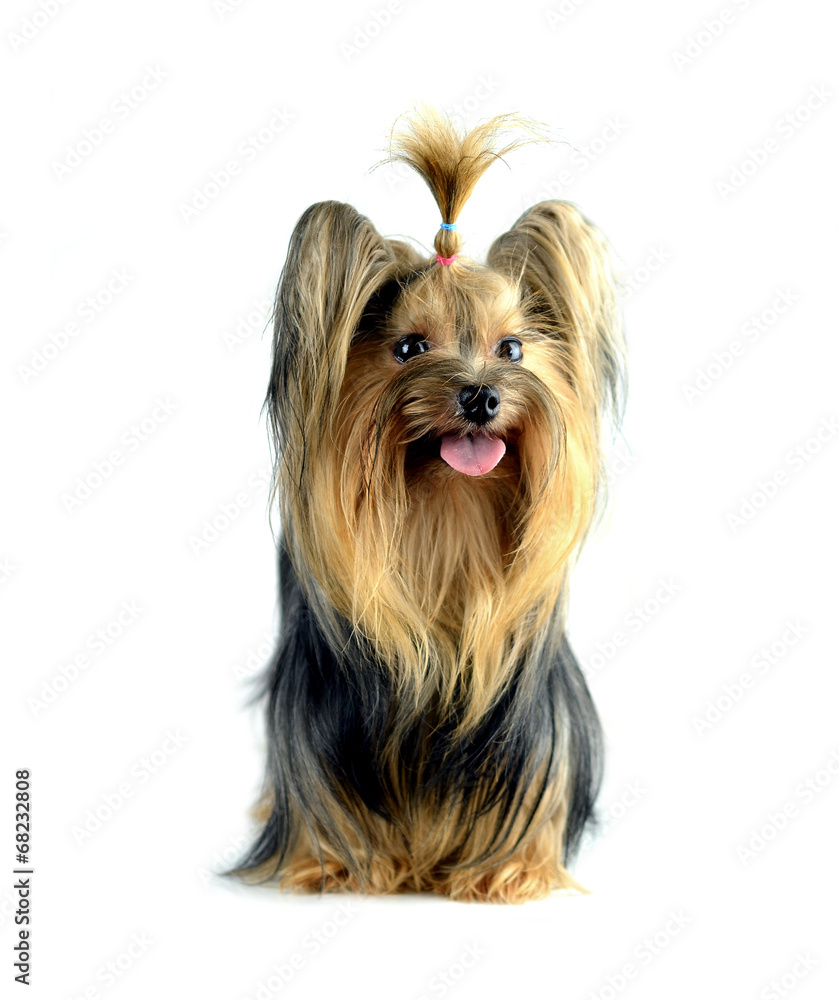 yorkshire terrier isolated on white yorkshire terrier isolated on white