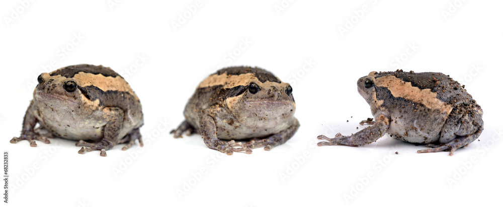 Frog on White