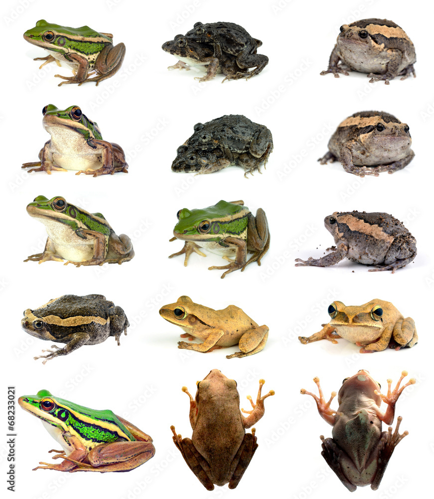 Naklejka premium collection animal Frog isolated on white background