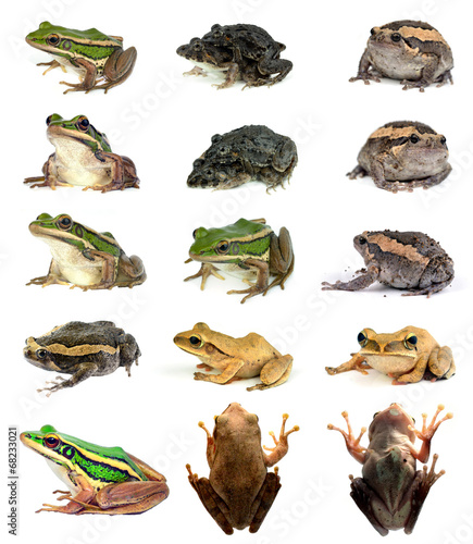 collection animal Frog isolated on white background