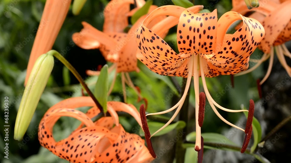オニユリの花のアップ オニユリの花のアップ