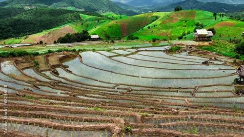 Hd Time Lapse Pabongpiang Rice Field