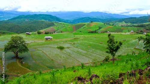 Hd Time Lapse Pabongpiang Rice Field