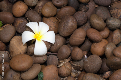 White frangipani flowers on pebbles