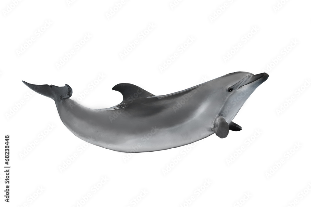 Naklejka premium delfin