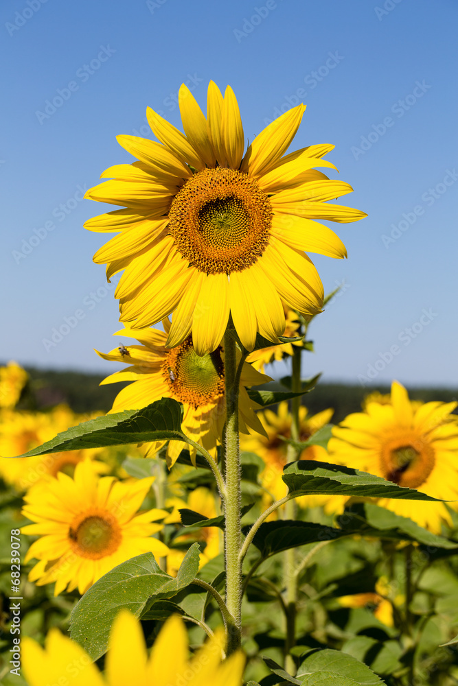 Fototapeta premium Sunflowers field in Ukraine