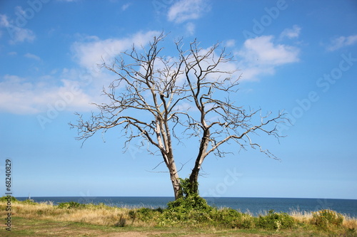 Dead tree at ocean front with horizon background