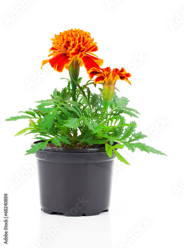 Fototapeta Naklejka Na Ścianę i Meble -  dark red marigold in pot, on white isolated background
