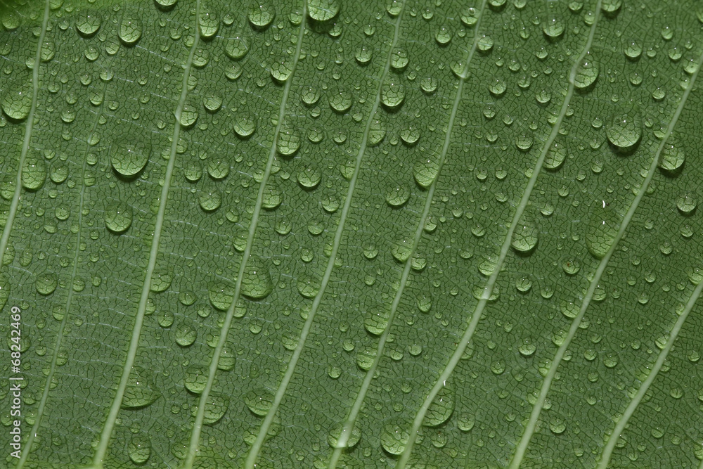 green leaf with drops of water green leaf with drops of water