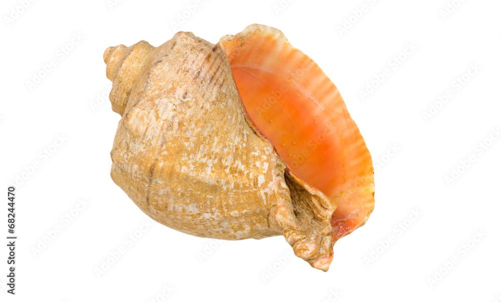 shell sea