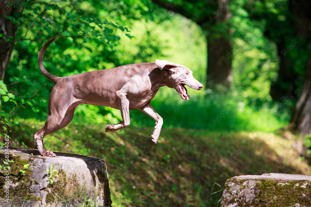 Fototapeta premium weimaraner dog